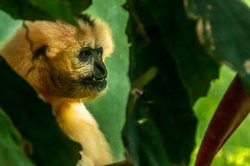 an orange gibbon in a tree