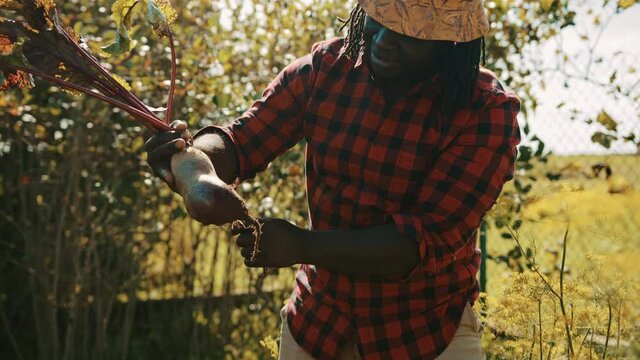 African black man farmer pulling beetroot out of soil. Autumn harvesting. Picking vegetables. High quality 4k footage