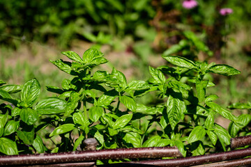 Many fresh green basil leaves and flowers in a sunny summer organic garden, healthy vegan herbs photographed with soft focus.