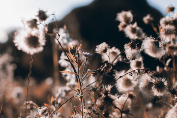 Flowers and grass in autumn, sepia and blue