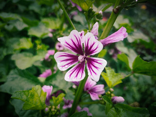 Cheese flower with leafs and petals and have beautiful dark and white background.