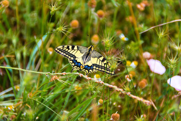 Papilio Machaon butterfly on flower with blurred background