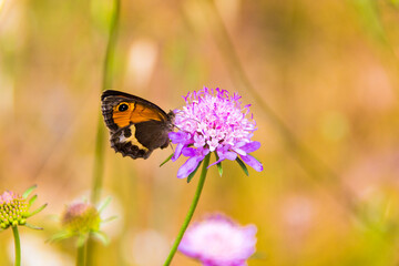 Monarch butterfly on a pink flower with green stem