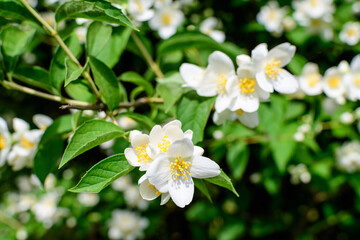 Fresh delicate white flowers and green leaves of Philadelphus coronarius ornamental perennial plant, known as sweet mock orange or English dogwood, in a garden in a sunny summer day, beautiful outdoor