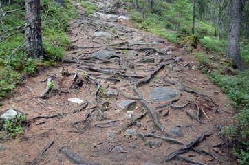 Forest on a summer day in Central Norway