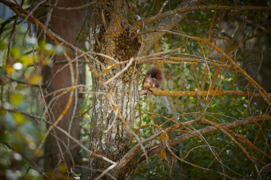 Squirrel eating leaves in a tree