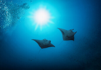 Fototapeta premium Two Manta Rays in the deep, blue sea crossing the sunlight in the Indian Ocean, Maldives