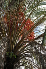 Fototapeta premium Date | Datte