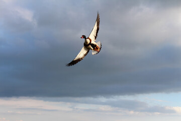 Wild duck in flight against a cloudy sky.