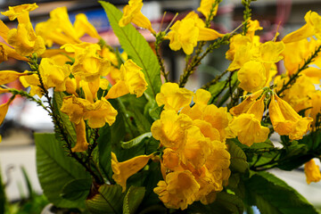 Techoma yellow flowers