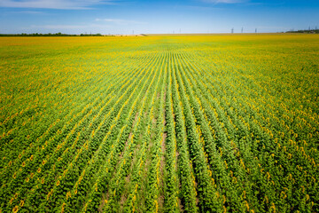 Rows of young sunflower plant in the field.