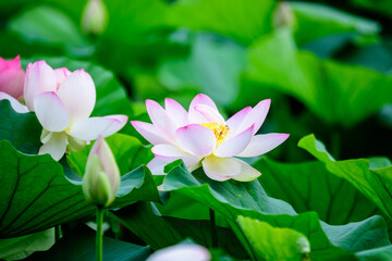 Delicate vivid pink and white water lily flowers (Nymphaeaceae) in full bloom and green leaves on a water surface in a summer garden, beautiful outdoor floral background photographed with soft focus.