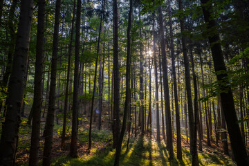 sun rays in green forest 