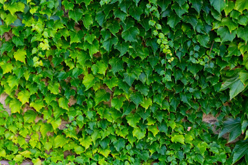 Obraz premium Efeu Ranke Hintergrund Fassade Wand Mauer Fugen Struktur Kletterpflanze alt Gebäude Kontrast Sonne Licht Schatten Nahaufnahme Makro Ivy grün gemauert Maurer Verfall Lost Place 