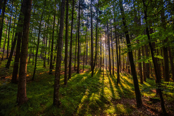 Fototapeta na wymiar beautiful sun rays in morning forest 