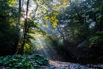 beautiful morning sun rays in green forest by the river 