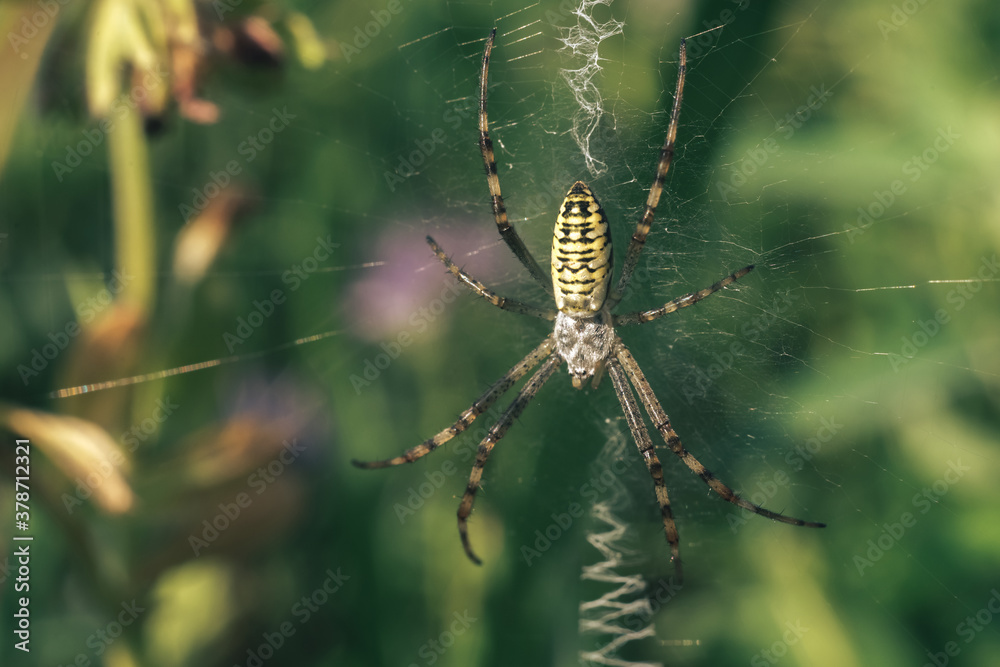 Poster cobweb or spider's web against a natural background, dew drops on a spider .