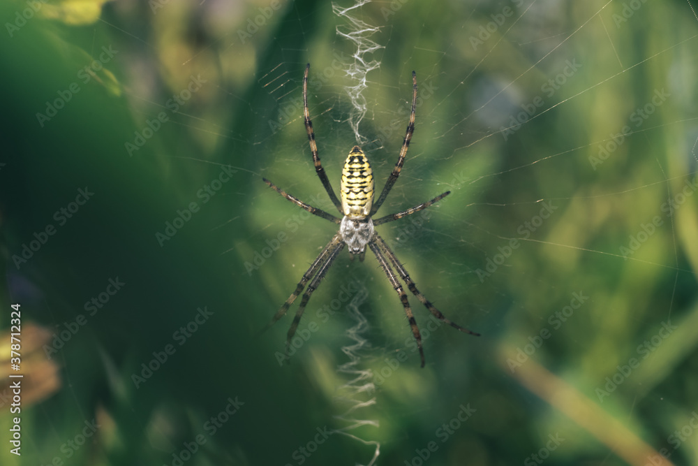 Poster cobweb or spider's web against a natural background, dew drops on a spider .