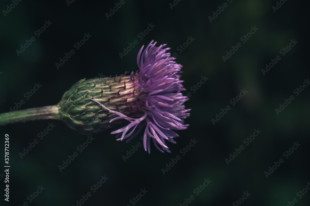 Poster green leaves and purple flowers of a wild greater burdock in summer in the meadow. nature background