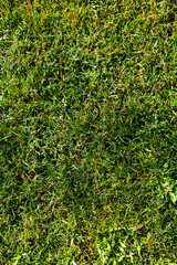Green lawn close up.