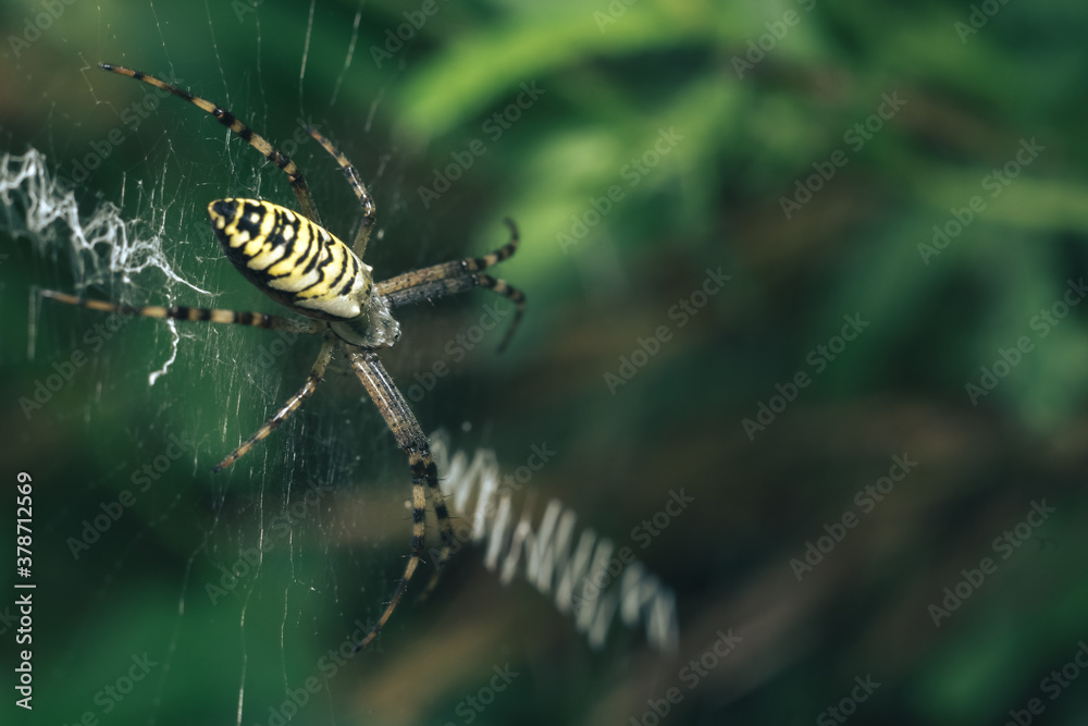 Poster Cobweb or spider's web against a natural background, Dew drops on a spider .