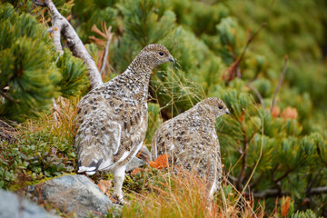 雷鳥。横顔。絶滅危惧種。北アルプス。野鳥。成鳥。2羽。若鳥。雛。巣立ち。霧。ハイマツの森。警戒。斜面。野生動物。高山植物。