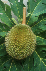 Durian | Durian