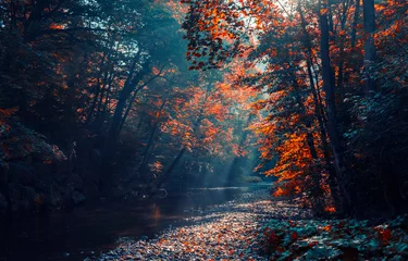 Sonnenstrahlen im Herbstwald © babaroga