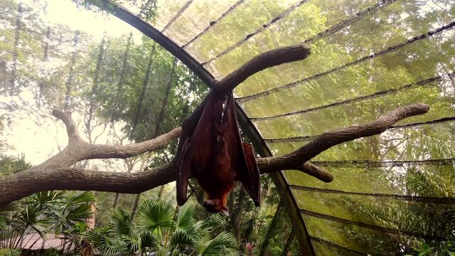 Beautiful pteropus with brown fur and large wings stretches hanging on branch of green tree under transparent zoo roof in summer. Exotic bat looking at the camera and prepares to fly away from shot.