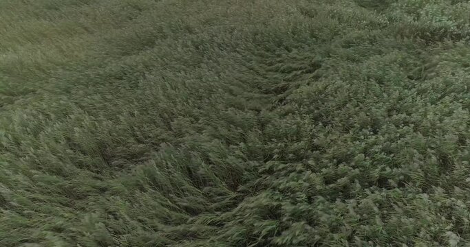 Reed field swinging in strong wind aerial view drone shot