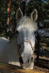 White horse on farm. Ranch animal. Closeup portrait.