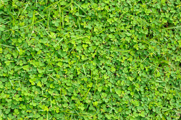 green grass background