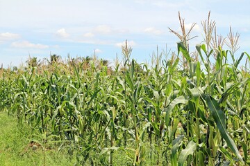 Corn field