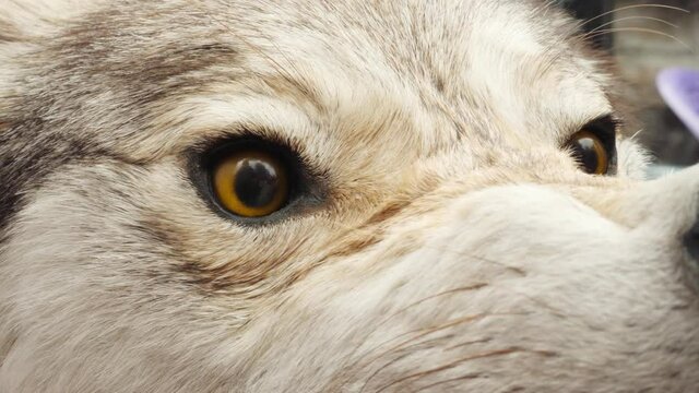 Aggressive Taxidermy Stuffed Wolf's Muzzle. Killed Wild Animal