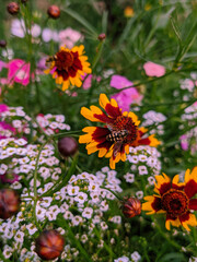 flowers in the garden