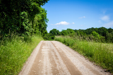 Fototapeta na wymiar A road in the forest with blue skies