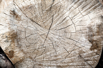 Fototapeta premium An old tree trunk