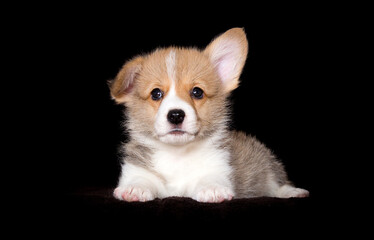 welsh corgi puppy lies on a dark background