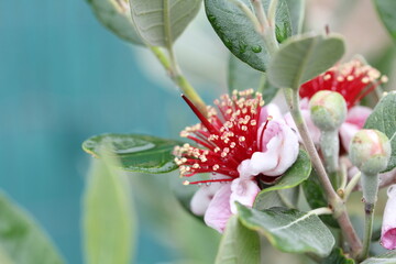 Obraz premium Feijoa | Feijoa