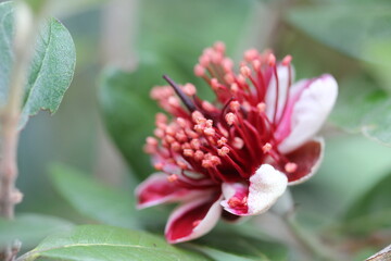 Feijoa | Feijoa