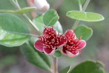 Feijoa | Feijoa