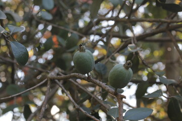 Feijoa | Feijoa