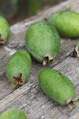Feijoa | Feijoa