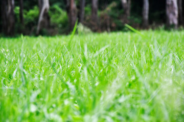GREEN GRASS
