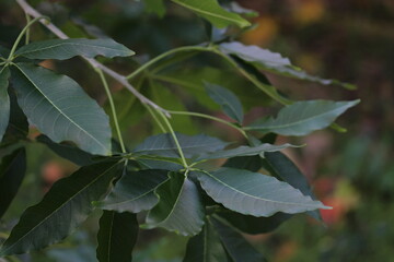 Feijoa | Feijoa