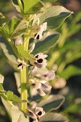 Obraz premium Bean |Fève