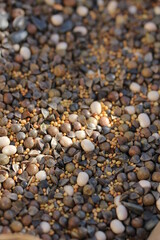 Bean |Fève
