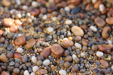 Bean |Fève