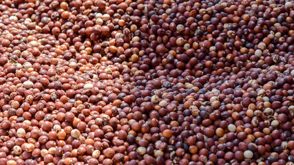 Red Pigeon Peas (Cajanus cajan) harvested and dry in the sun.