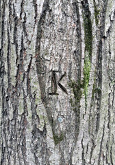 The letter K is cut out on the trunk of a tree